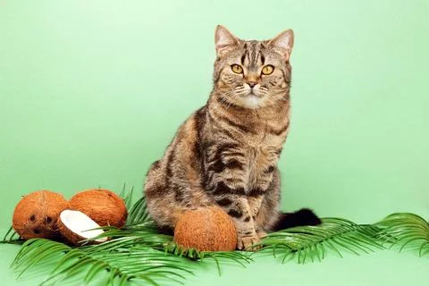 Cat and coconuts on a green background. Cat and nuts. Foto stock