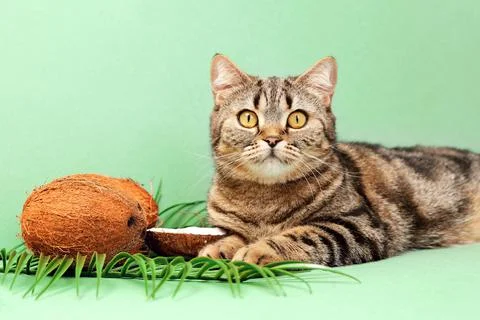 Cat and coconuts on a green background. Cat and nuts. Stock Photos