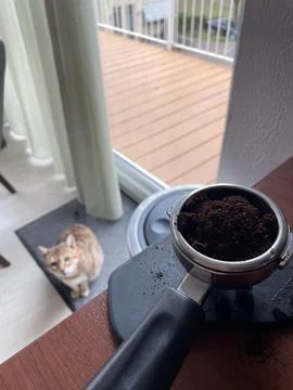Cat and coffee. Stock Photos
