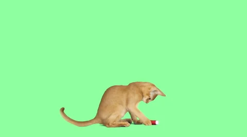 Cat Jumping Up and Down  Green Screen #cat #kitten #catmeme