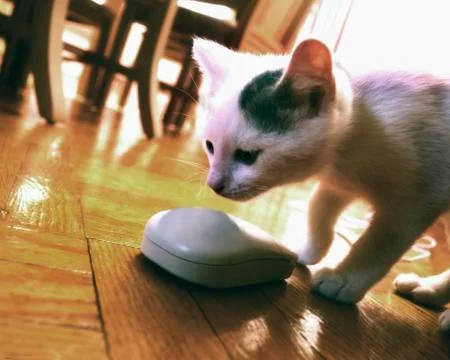 Cat and computer mouse Foto stock