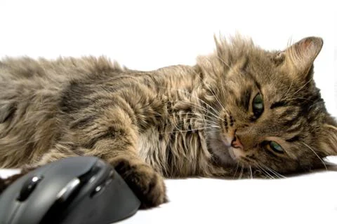 A cat and the computer mouse on a white background. isolated Stock Photos