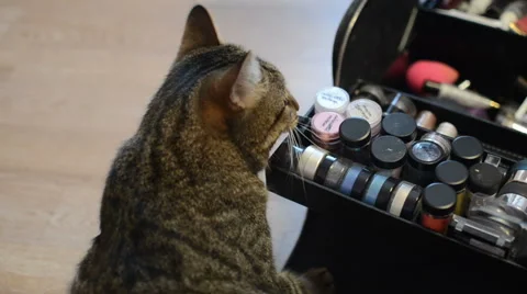 Cat and cosmetics Stock Footage 59730954