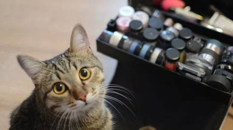 Cat and cosmetics Video stock 59731418