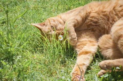 Cat and a daisy Stock Photos