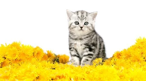 Cat and dandelions. Cat and yellow wild flowers. Stock Photos
