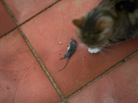 Cat and dead mouse Photos