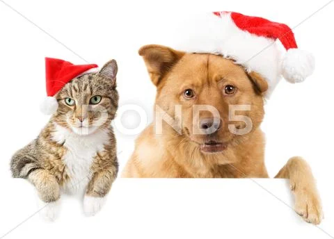 Cat and dog banner for the holidays Stock Photos