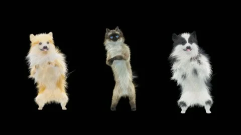Cat and Dog Dance,With Alpha matte. Stock Footage 153865735