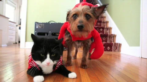 Cat and dog dressed 库存影片 854854