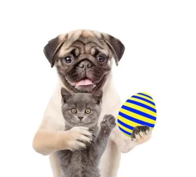 Cat and dog with Easter egg. Isolated on white background Stock Photos