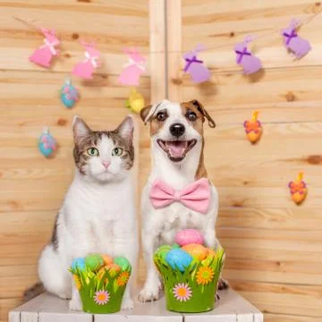 Cat and dog with easter eggs Stock Photos