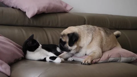 Cat and dog fighting Stock Footage 159488324