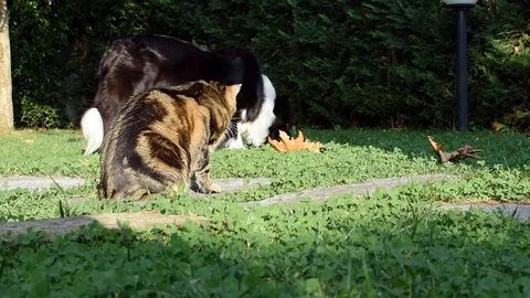 Cat and Dog Stock Footage 117610222