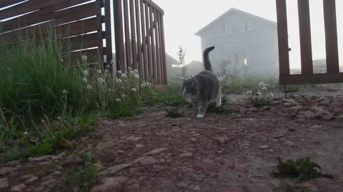 Cat and dog Video stock 170950217