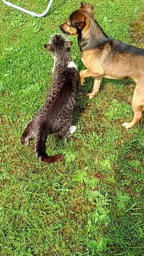 Cat and dog Stock Footage 334737788