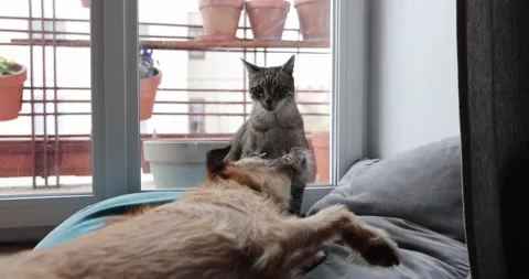 Cat and dog lifestyle.The cat is playing with the dog. Stock Footage