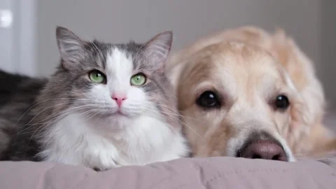 Cat and a dog lying together on a bed. Pets sleeping on a cozy plaid. Stock Footage 263449672