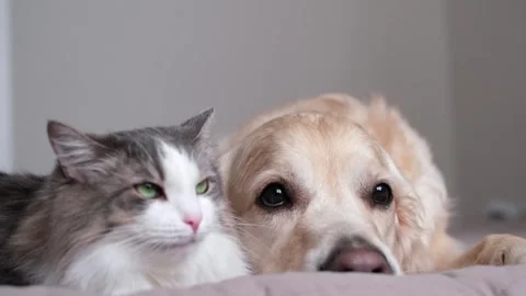 A cat and a dog lying together on a bed. Pets sleeping on a cozy plaid. Stock Footage 263449673