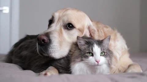 A cat and dog lying together on a bed. Pets sleeping on a cozy plaid. Stock Footage 263449681