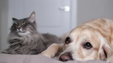 A cat and a dog lying together on a bed. Pets sleeping on a cozy plaid. Stock Footage 263449692