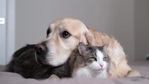 A cat and a dog lying together on a bed. Pets sleeping on a cozy plaid. Stock Footage 263449698