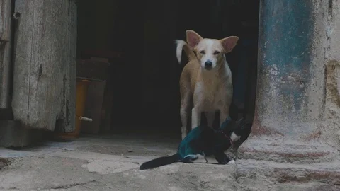 A cat and dog next to each other on a Havana street Stock Footage 88764408