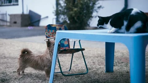 Cat and dog playing outside chasing each other Stock Footage 159574587