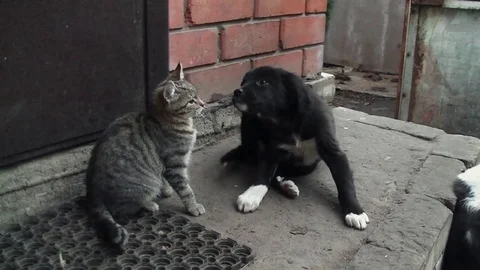 Cat and dog quarrel Video stock 71651084