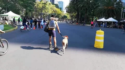 Cat and dog roller skating  La Reforma Mexico City  Stock Footage 170248006
