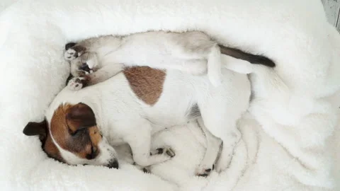 Cat and dog sleeping together Stock Footage 203756793