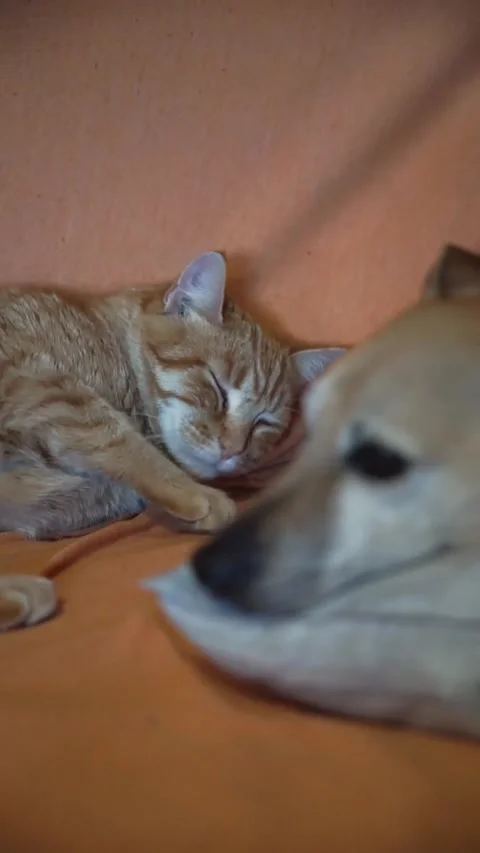 Cat and dog sleeping together on a pastel orange sofa Stock Footage 262425678