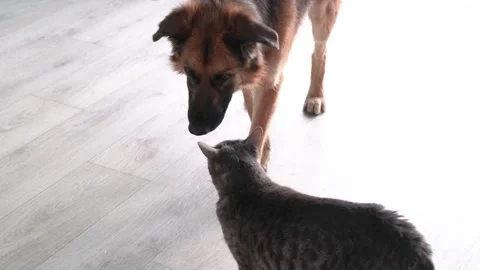 Cat and dog sniffing each other Stock Footage 333420205
