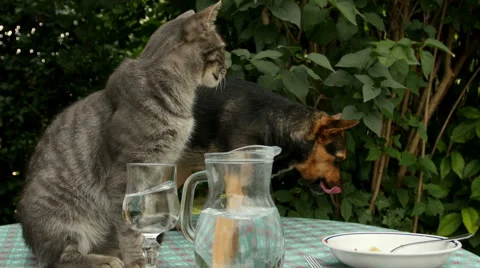Cat and dog on the table stealing food: 4k footage Stock Footage 40287576