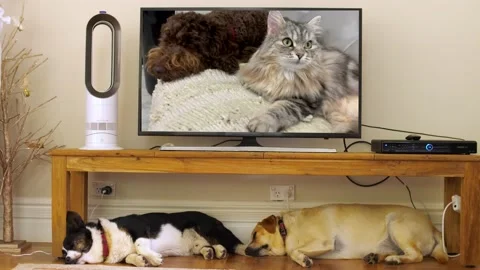Cat and dog on TV react to snoring dogs underneath with sound 4K Stock Footage 161054112