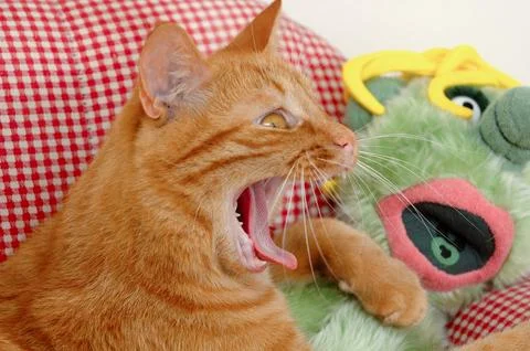 Cat and doll Stock Photos