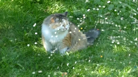 Cat and drops of water in the summer in the country Stock Footage 157231369
