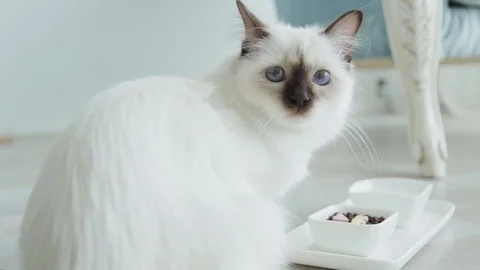 Cat and feed Stock Footage 129899797