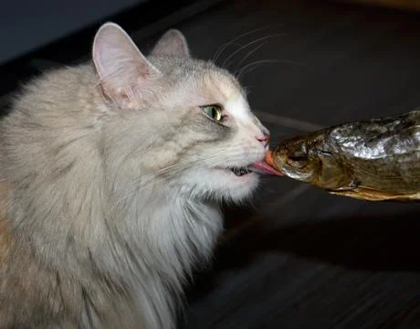 Cat and fish Stock Photos