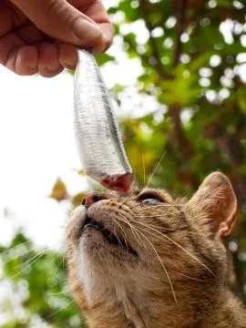Cat and fish Stock Photos