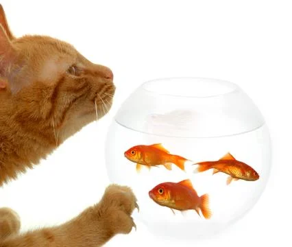 Cat and fish Stock Photos