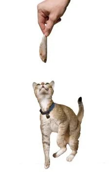 Cat and fish Stock Photos