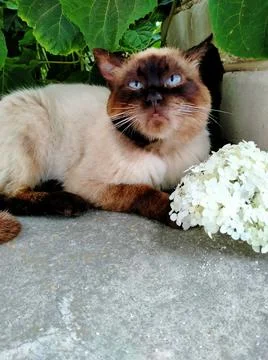 Cat and flower Stock Photos