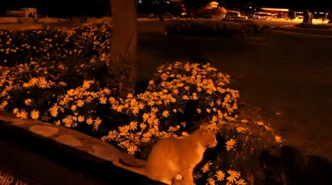 Cat and Flowers Vídeo Stock 39910752