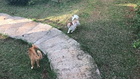 Cat and friendly dog play together in garden. Stock Footage 90302242