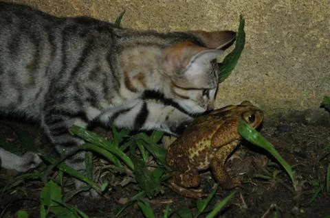 Cat and Frog Foto stock