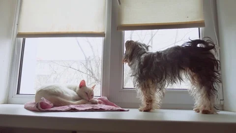 Cat and a funny dog Yorkshire Terrier sitting on the sill pet of window Stock Footage