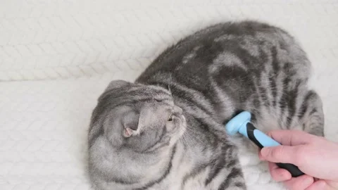 Cat and furminator. Stock Footage 169136811