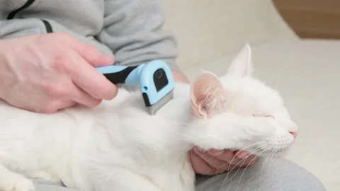 Cat and furminator. Stock Footage 169136841