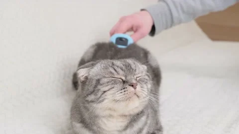 Cat and furminator. Stock Footage 169136854